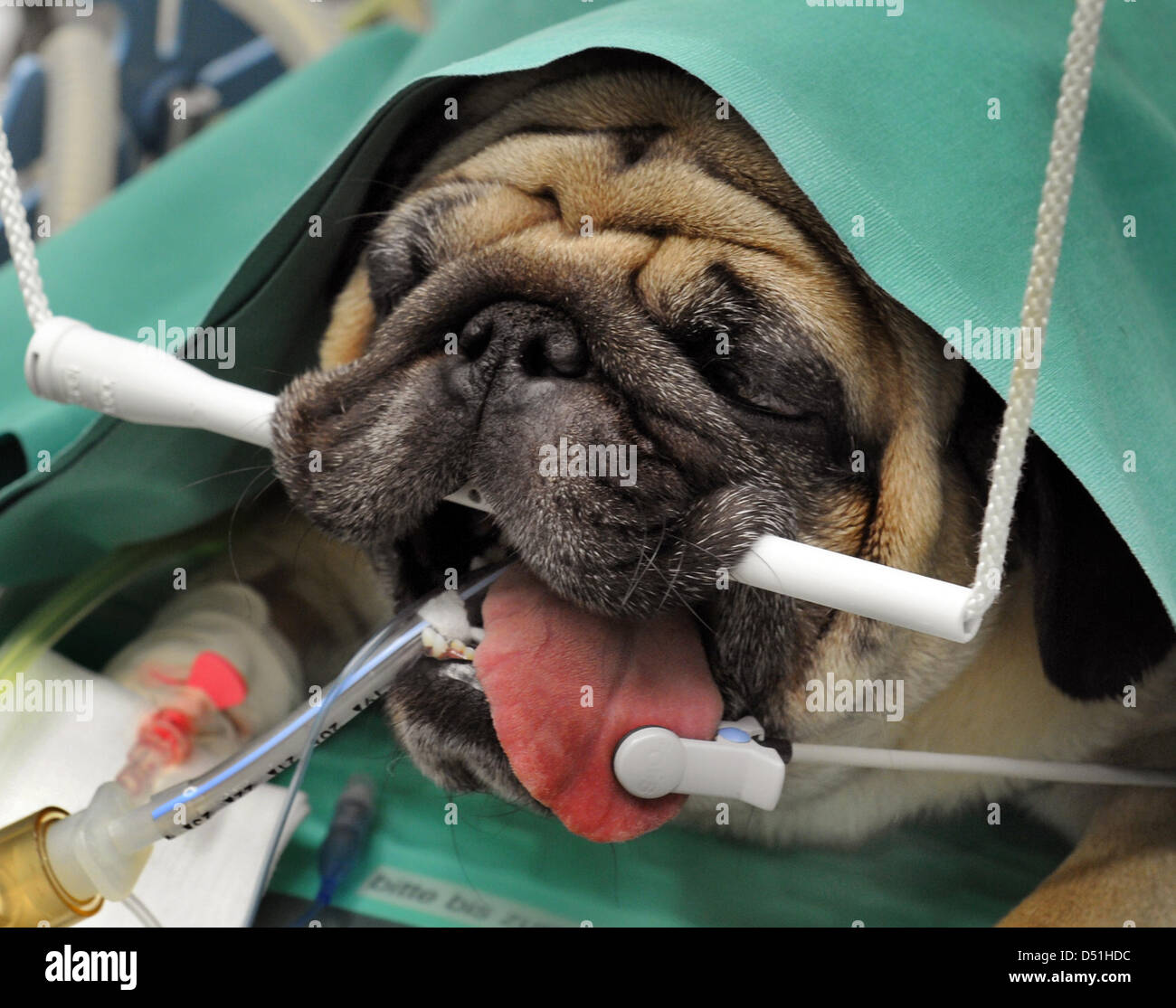 Quatre ans Olli pug est prête pour un contrôle après une opération du nez du  chien à l'hôpital des petits animaux de l'Université de Leipzig, Allemagne,  07 décembre 2010. Depuis maintenant six