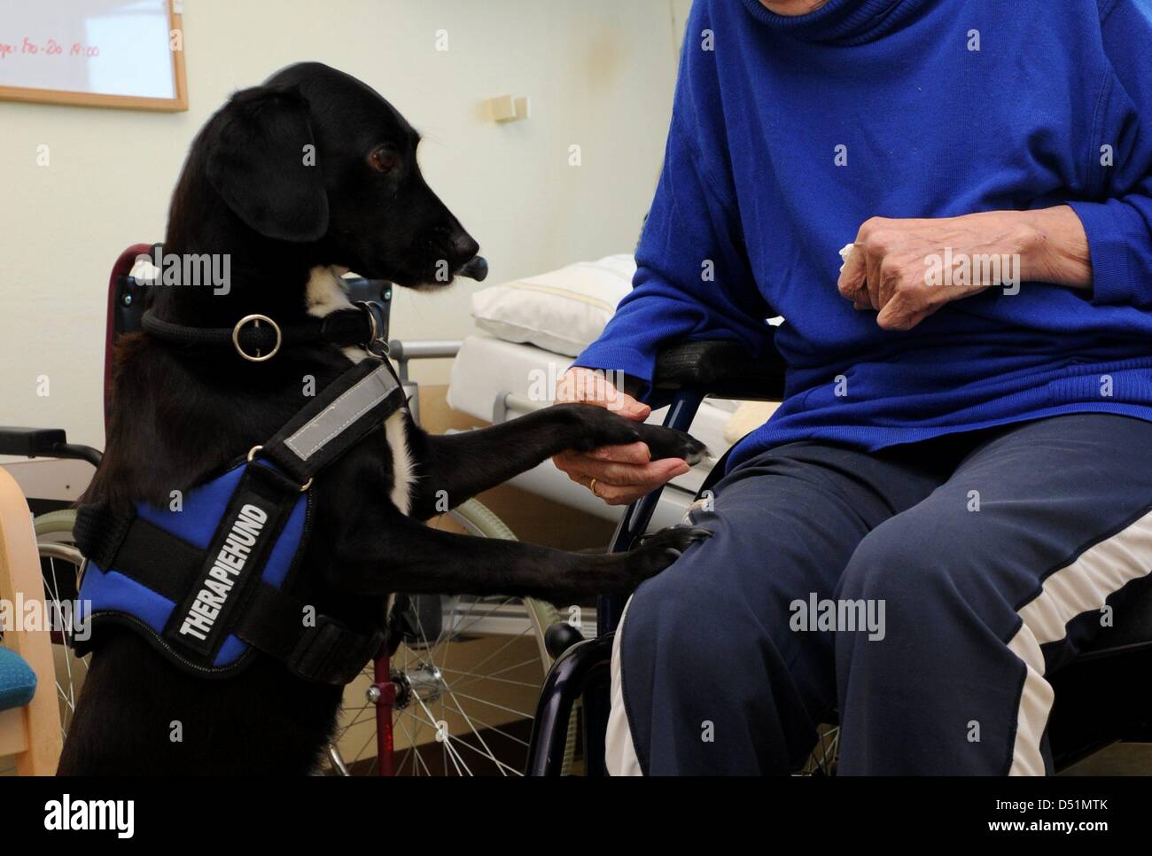 Trois ans, l'espagnol retriever appelé 'soeur' Clara est acressed par un patient âgé à l'hôpital dans Westkuestenklinik Brunsbuettel, Allemagne, 14 décembre 2010. Physotherapist et propriétaire de l'animal à l'hôpital, Nina Mews, trouvé le chien abandonné dans une station de sauvetage pour animaux de compagnie sur l'île espagnole de Majorque et est maintenant sa formation comme un chien de thérapie. Sœur Clara travaille aujourd'hui à da Banque D'Images