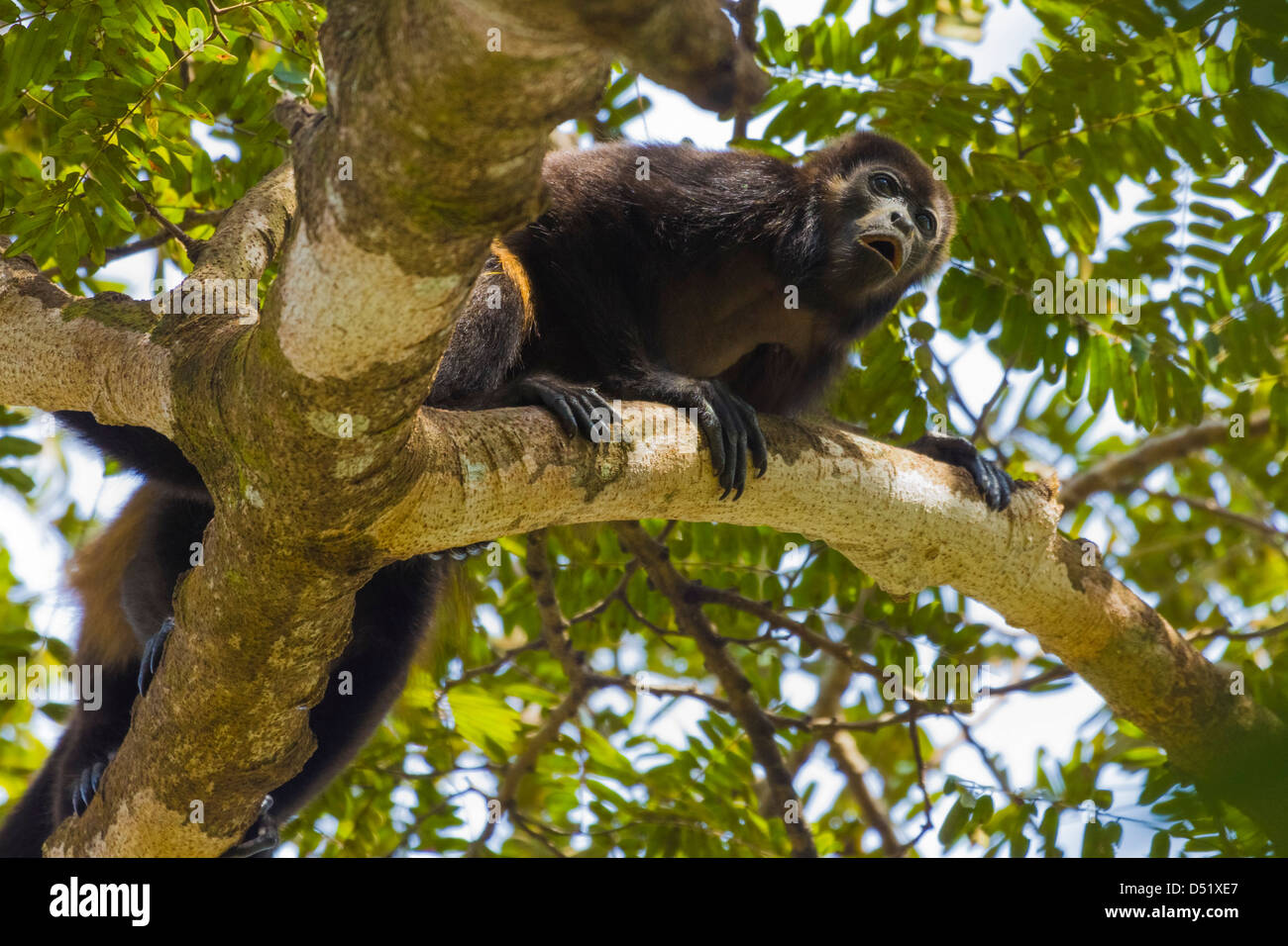 Manteau d'un singe hurleur (Alouatta palliata), ce qui en fait l'appel distinctif d'un arbre ; dans la province de Guanacaste, Nosara, Costa Rica Banque D'Images