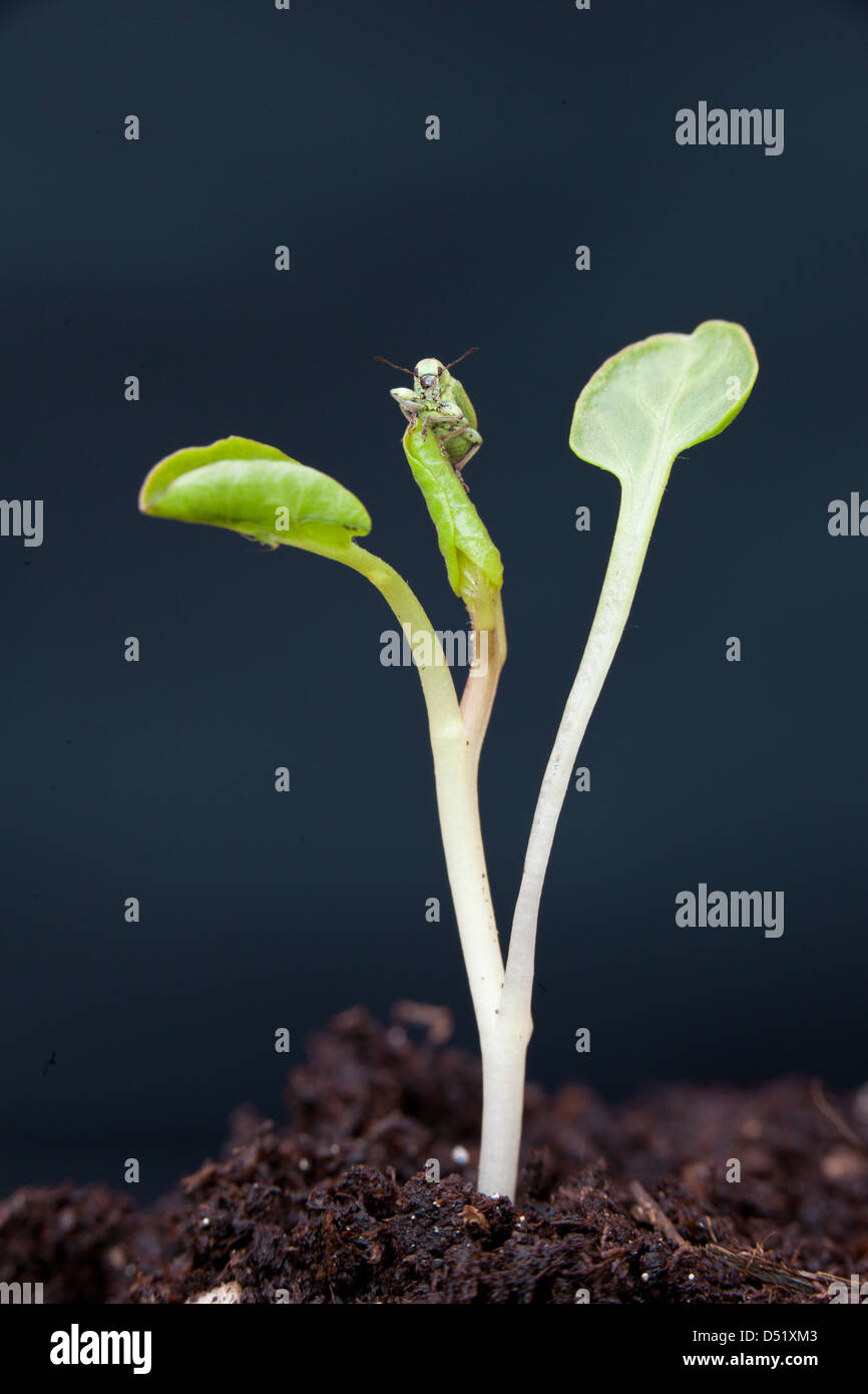 Un petit scarabée vert a atteint le sommet d'une petite nouvelle plante poussant sur le sol. Banque D'Images