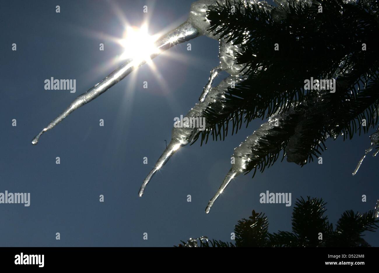 Les glaçons pendre aux branches d'un arbre à feuilles persistantes à Thale, Allemagne, 16 mars 2013. Photo : Matthias Bein Banque D'Images