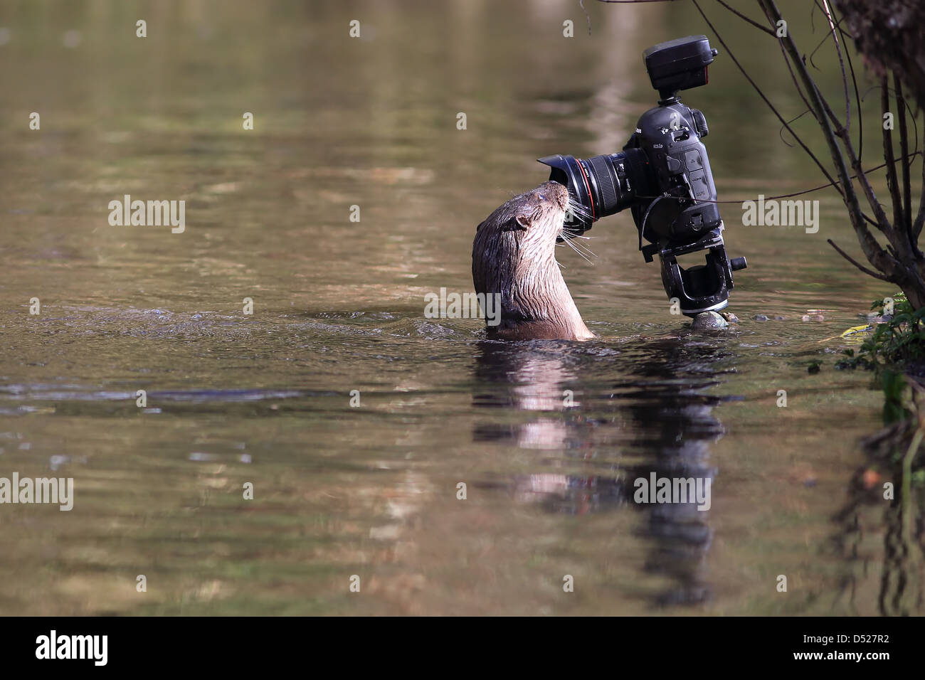 La loutre (Lutra lutra) looking at camera Banque D'Images