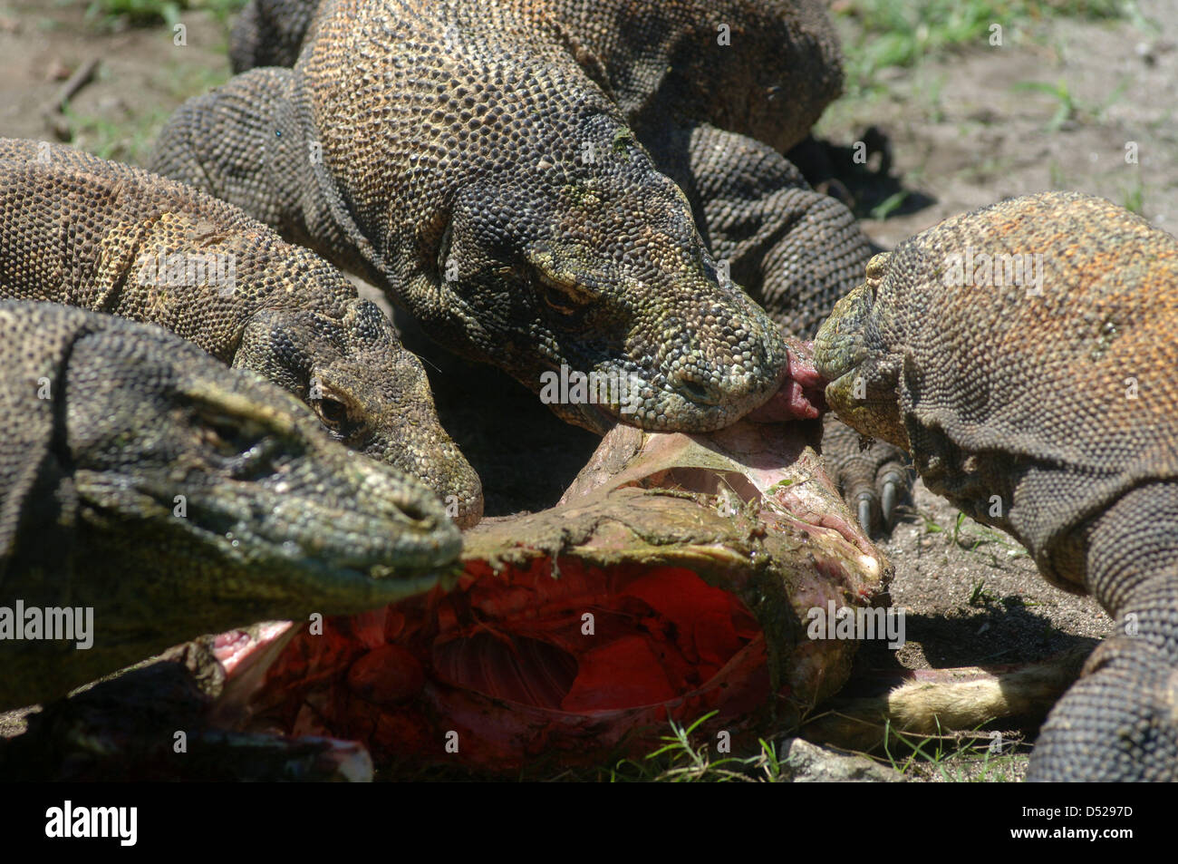 20 mars 2013 - Surabaya, Java Est, Indonésie - 20 mars 2013 - Surabaya, Java Est, Indonésie - certains dragons (Varanus komodoensis) scramble de la viande de chèvre adultes lancée par.un gardien de zoo de Surabaya, Java Est, le 20 mars 2013. Alimentation animale.ancienne est l'un de l'éducation donnée aux visiteurs sur comment manger les espèces.sans avoir à venir à l'habitat naturel de ces animaux. (Crédit Image : © Sijori Images/ZUMAPRESS.com) Banque D'Images