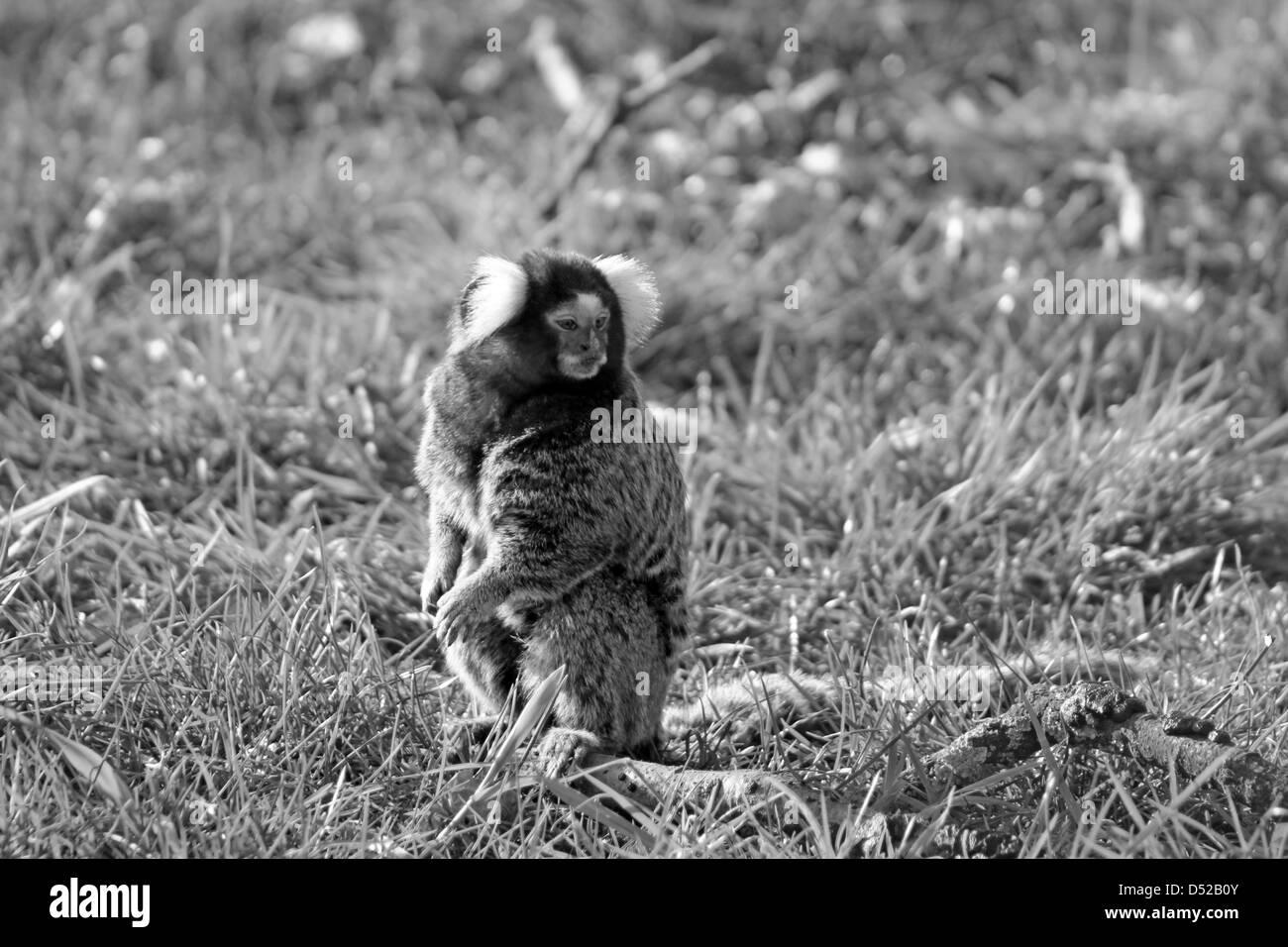 Ouistiti Banque D'Images