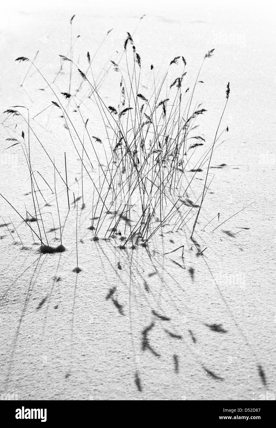 Fragment de la nature d'hiver. Côtières congelé reed avec belle ombre sur la neige Banque D'Images