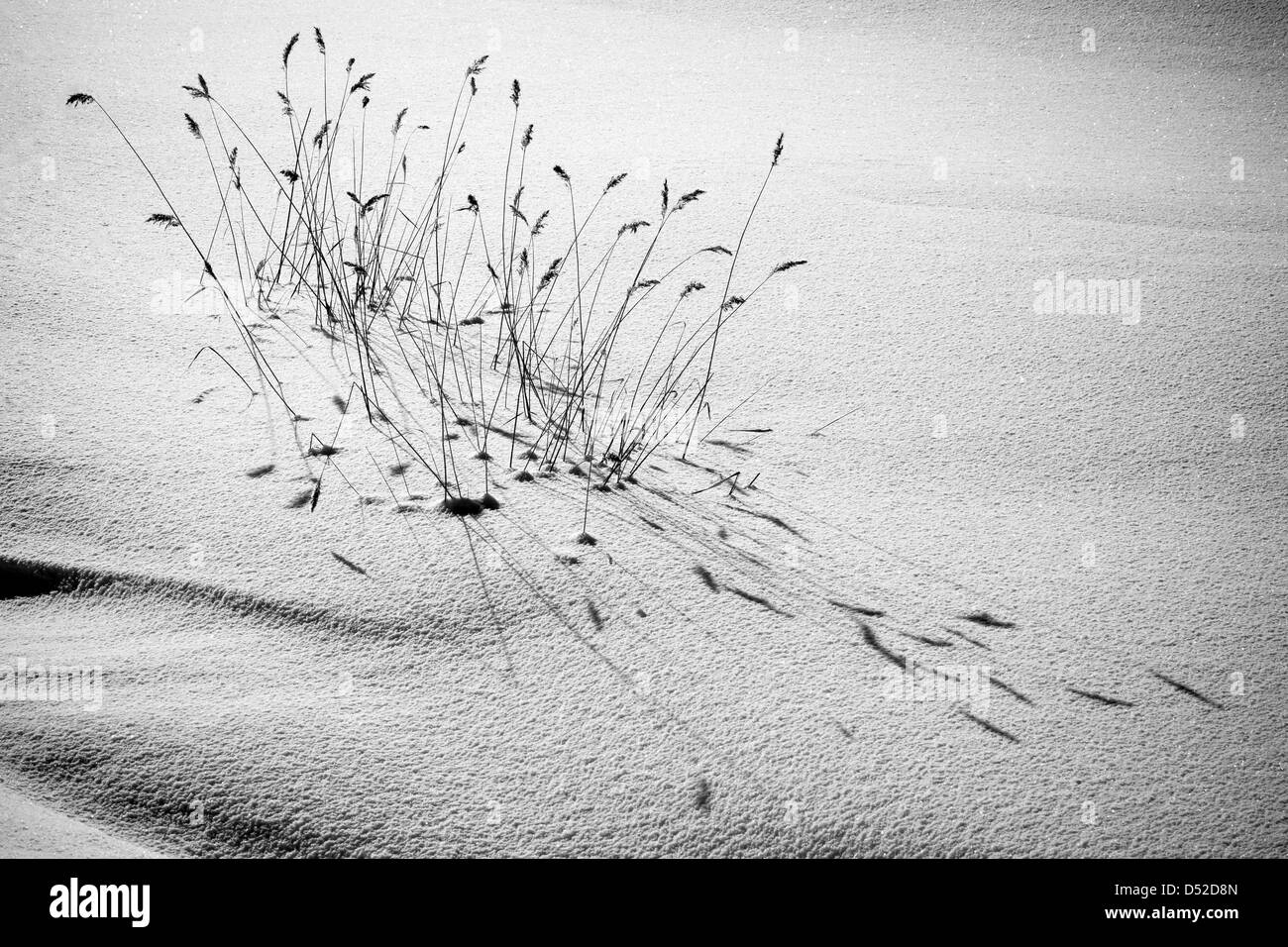 Fragment de la nature d'hiver. Côtières congelé reed avec belle ombre. Banque D'Images