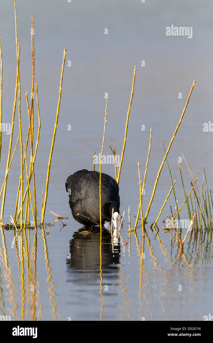 Coote. Fulica atra (Rallidae) Banque D'Images
