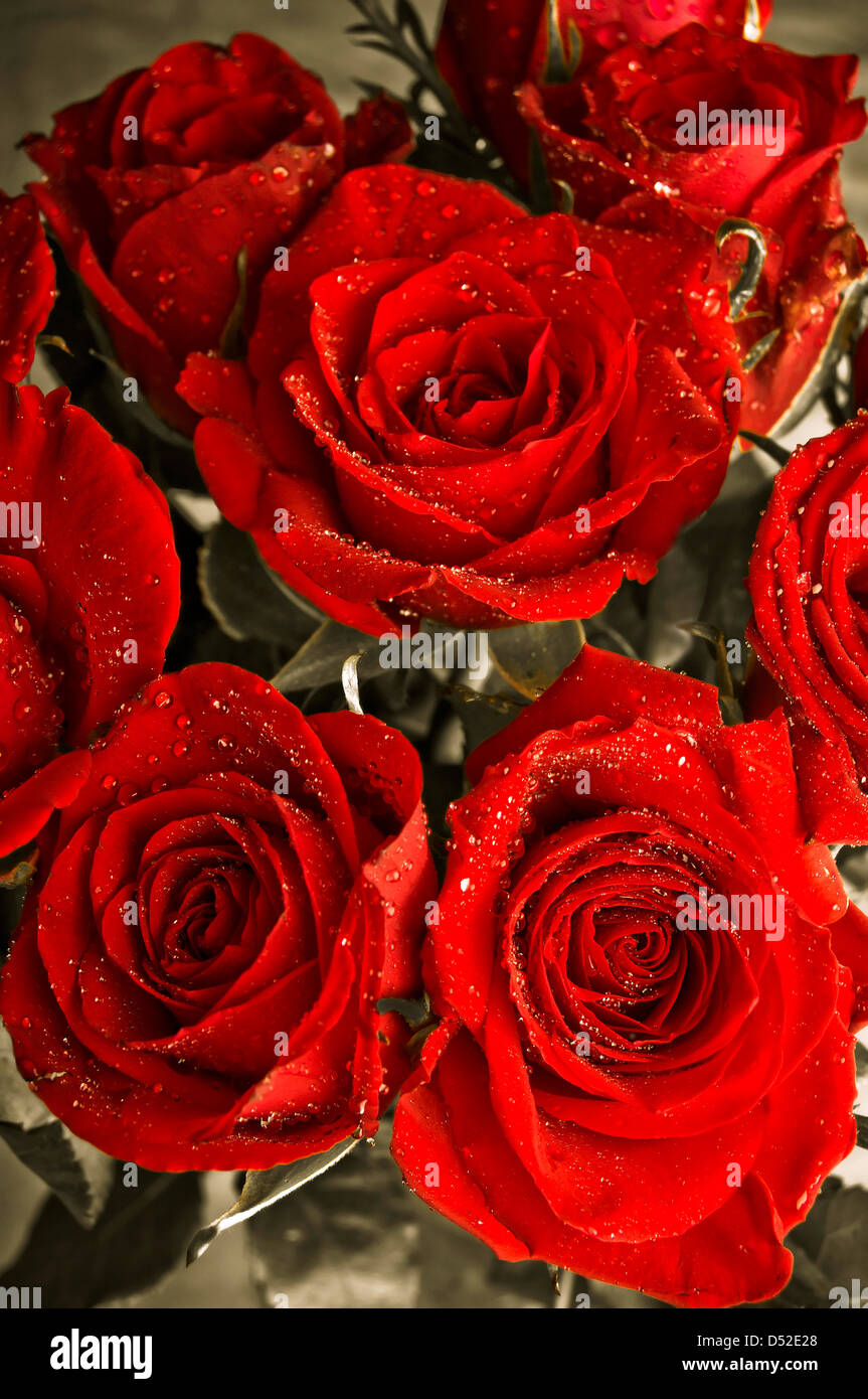 Bouquet de roses rouges Banque D'Images