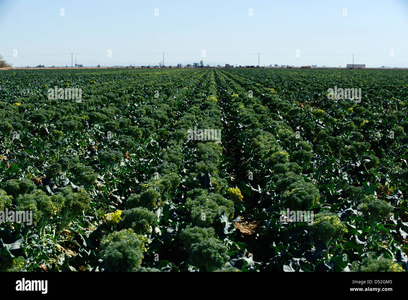 Le brocoli champ dans la Vallée impériale de la Californie Banque D'Images