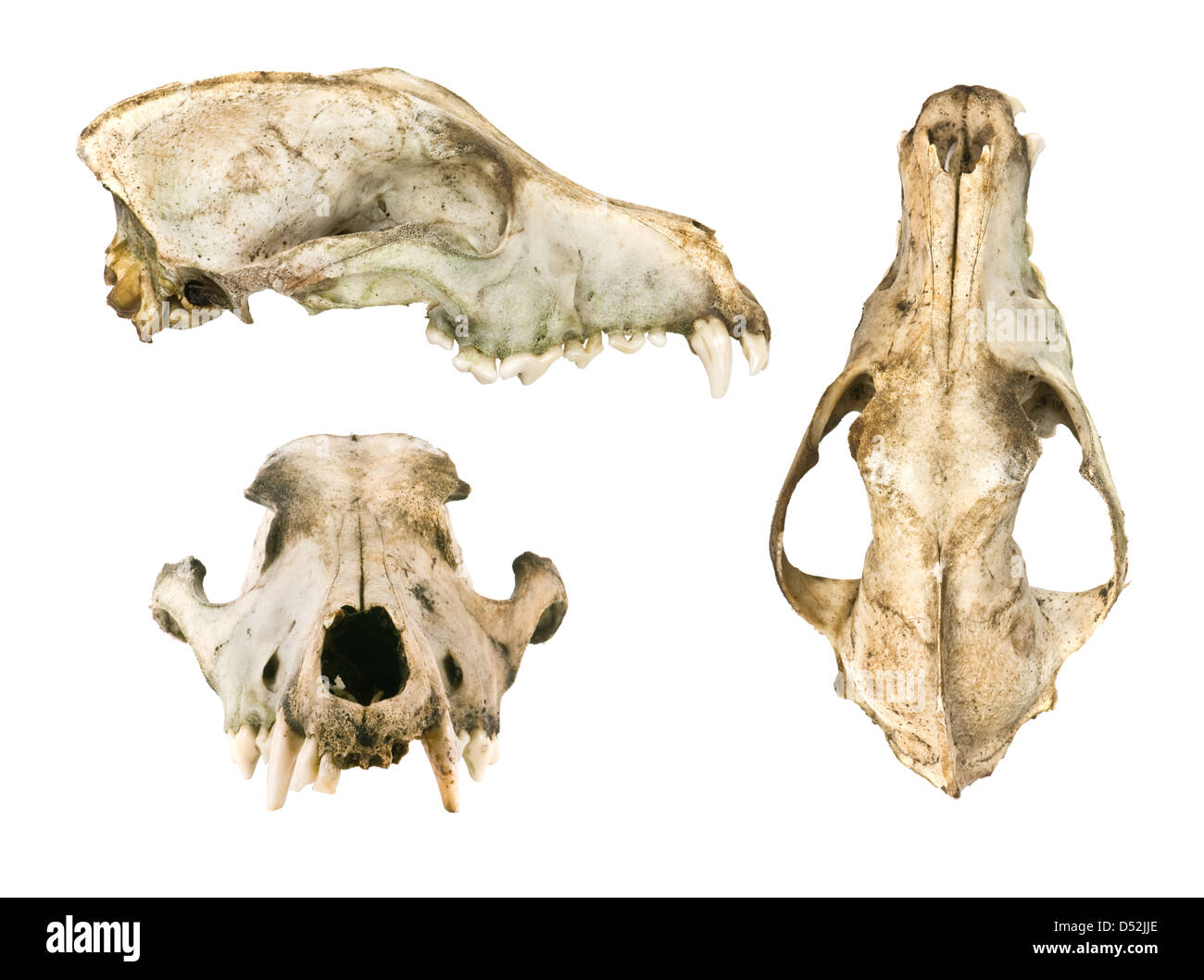 Chien scull isolated on white Banque D'Images