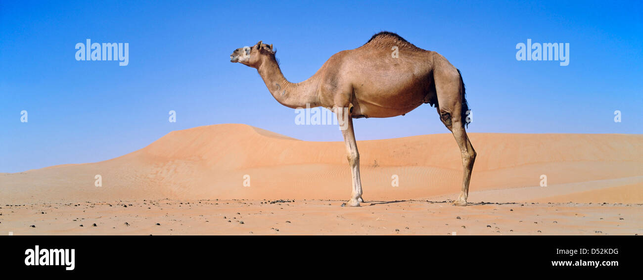 Dromadaire (Camelus dromedarius) dans le rub al-Khali, Émirats arabes unis, au Moyen-Orient, en Asie, en Arabie. Banque D'Images