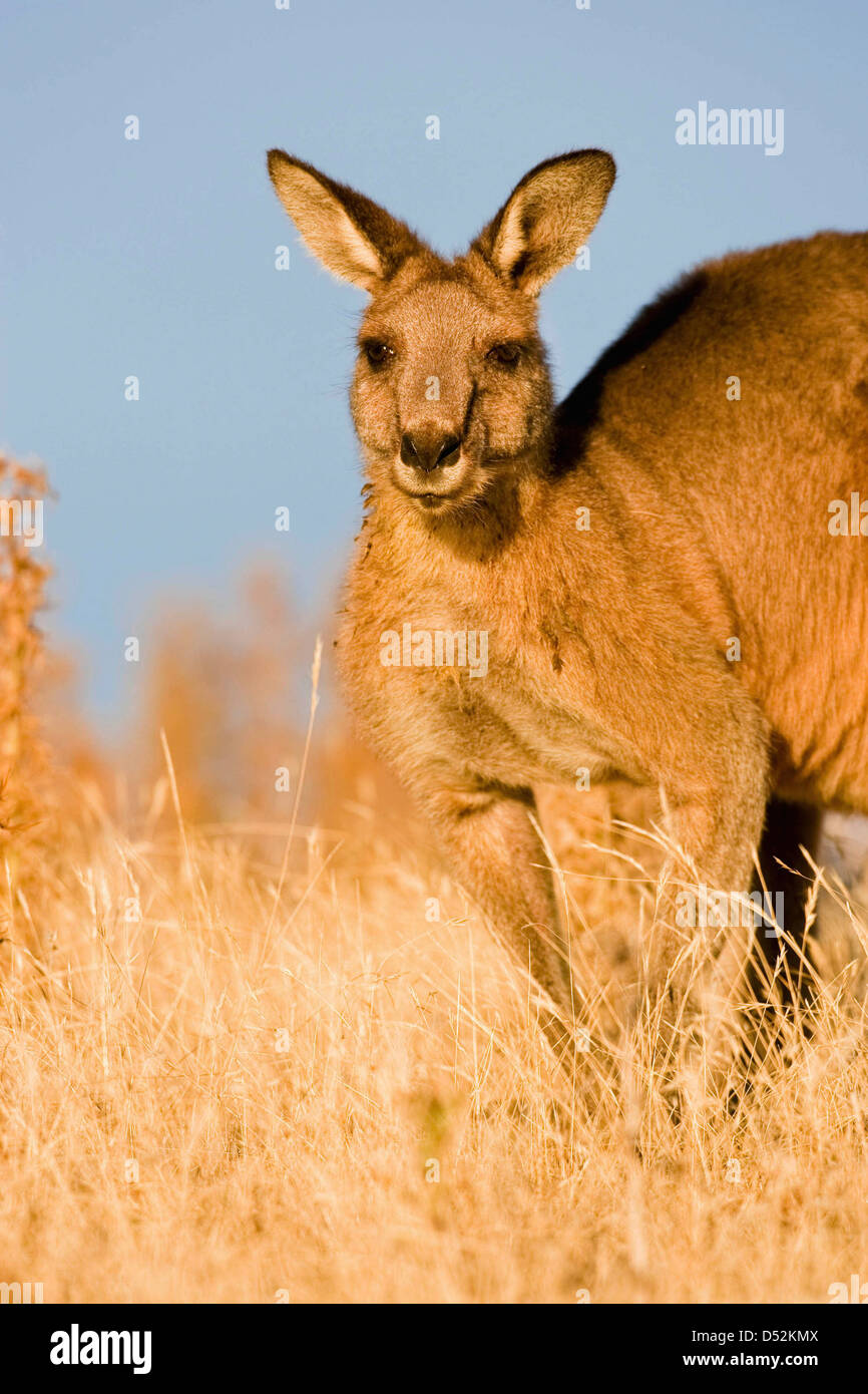 Kangourou gris de l'Est ou ingénieur forestier kangourou (Macropus giganteus), portrait Banque D'Images