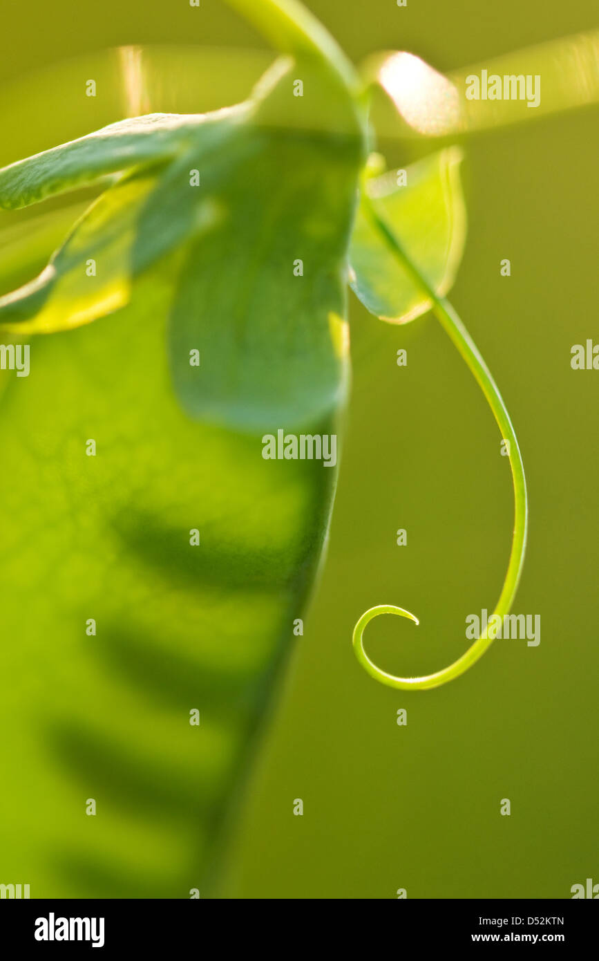 Green pea pod on twig Banque D'Images