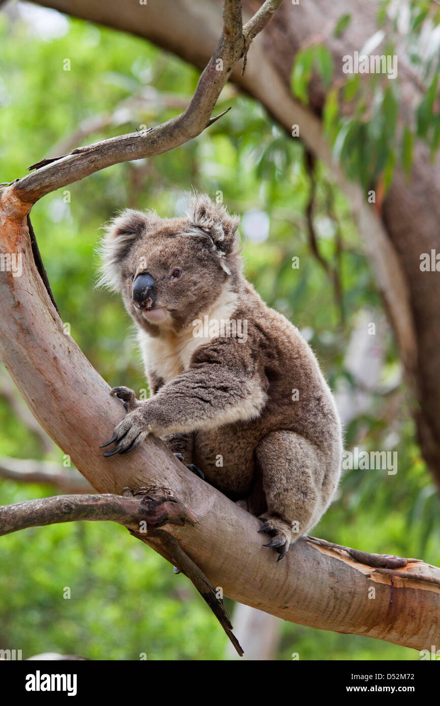 Koala (Phascolarctos cinereus) dans l'arbre, de l'Australie Banque D'Images