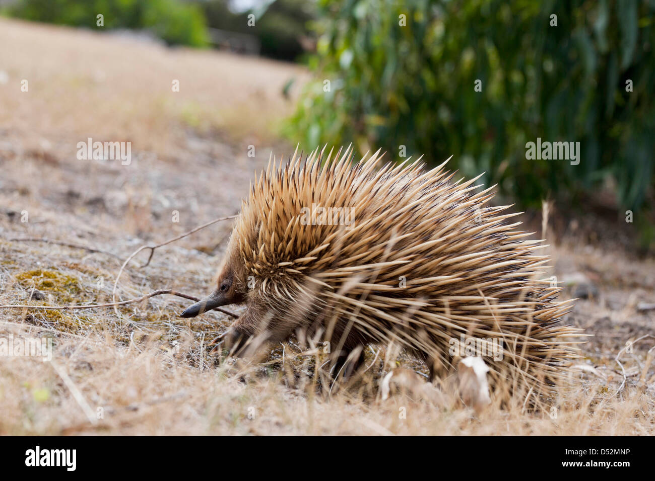 Échidné à nez court (Tachyglossus aculeatus), l'Australie Banque D'Images