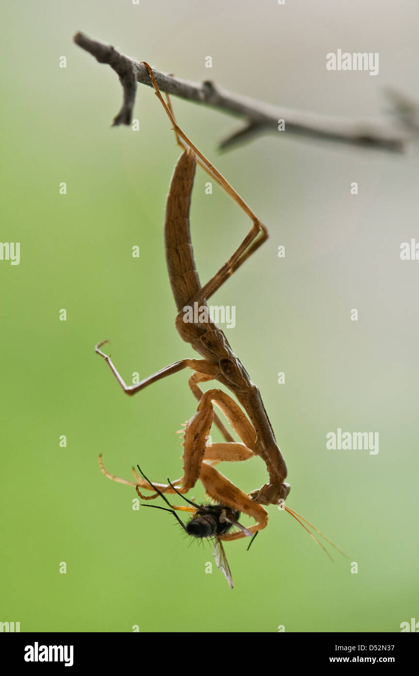 Petites mantes on twig avec fly Banque D'Images