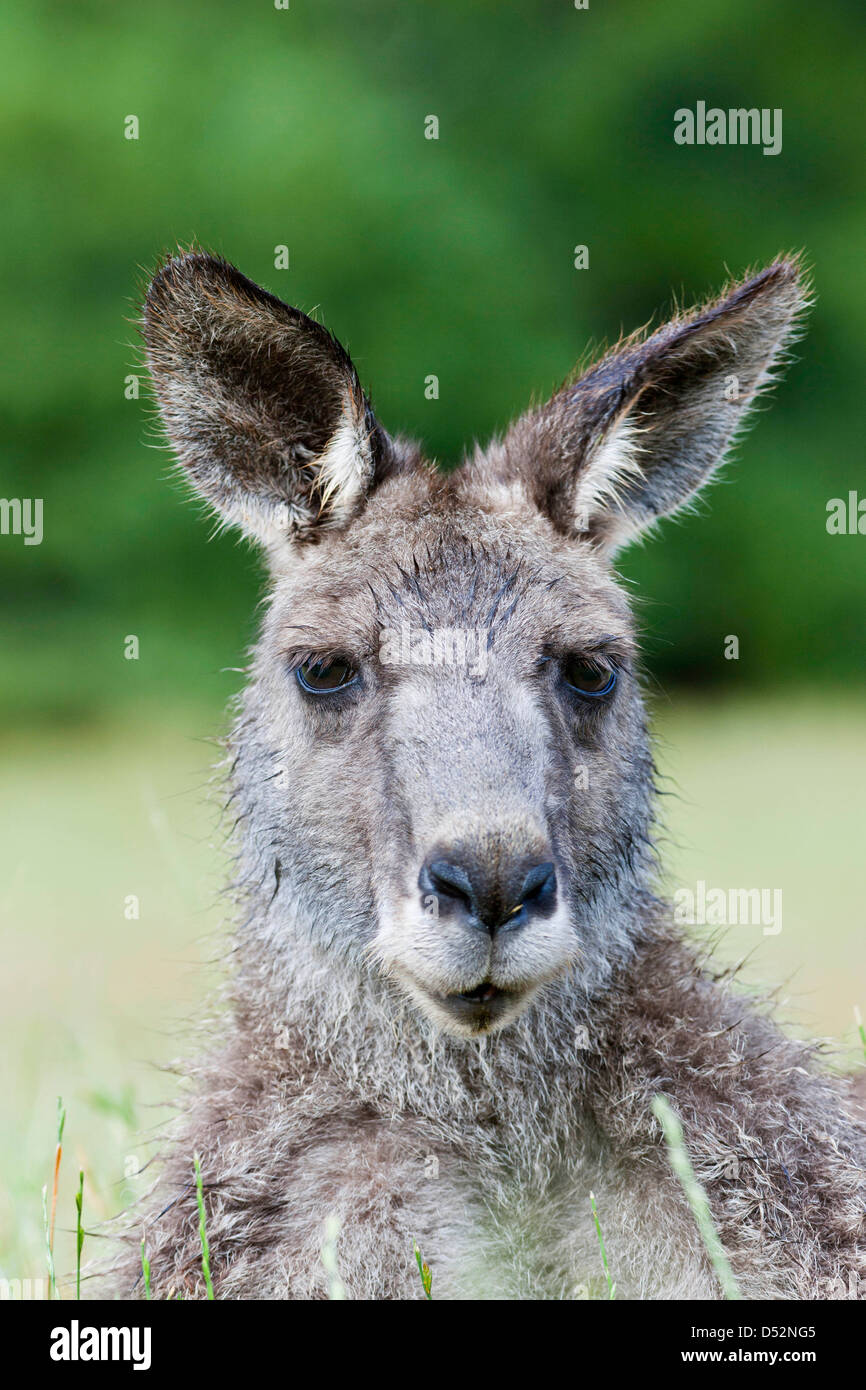 Le kangourou gris (Macropus giganteus), l'Australie Banque D'Images