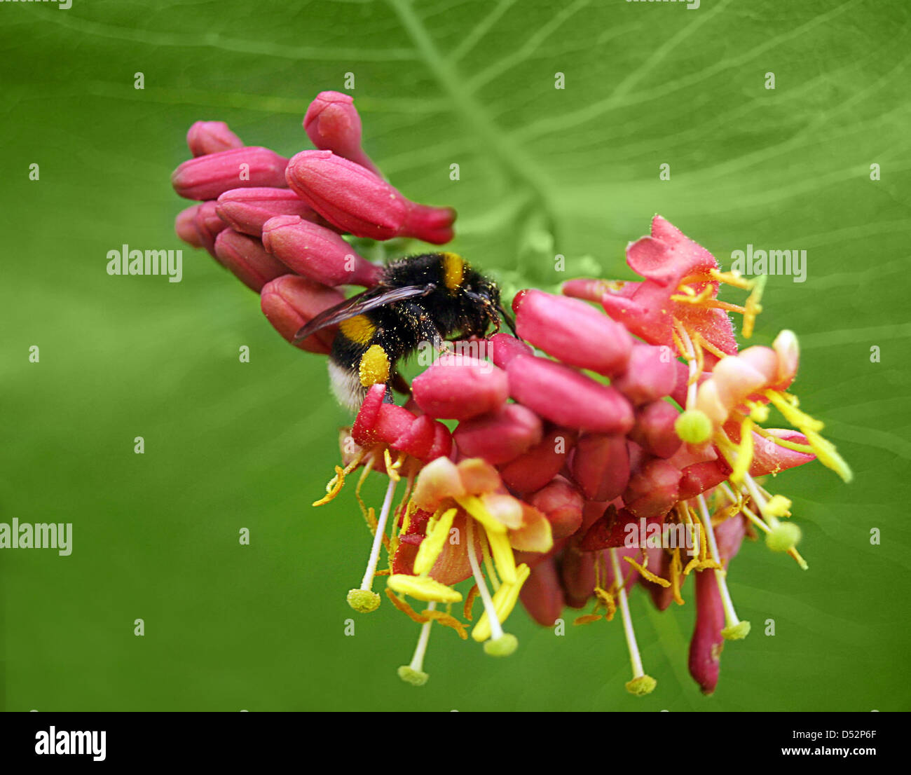 Gros Bourdon sur la fleur Banque D'Images