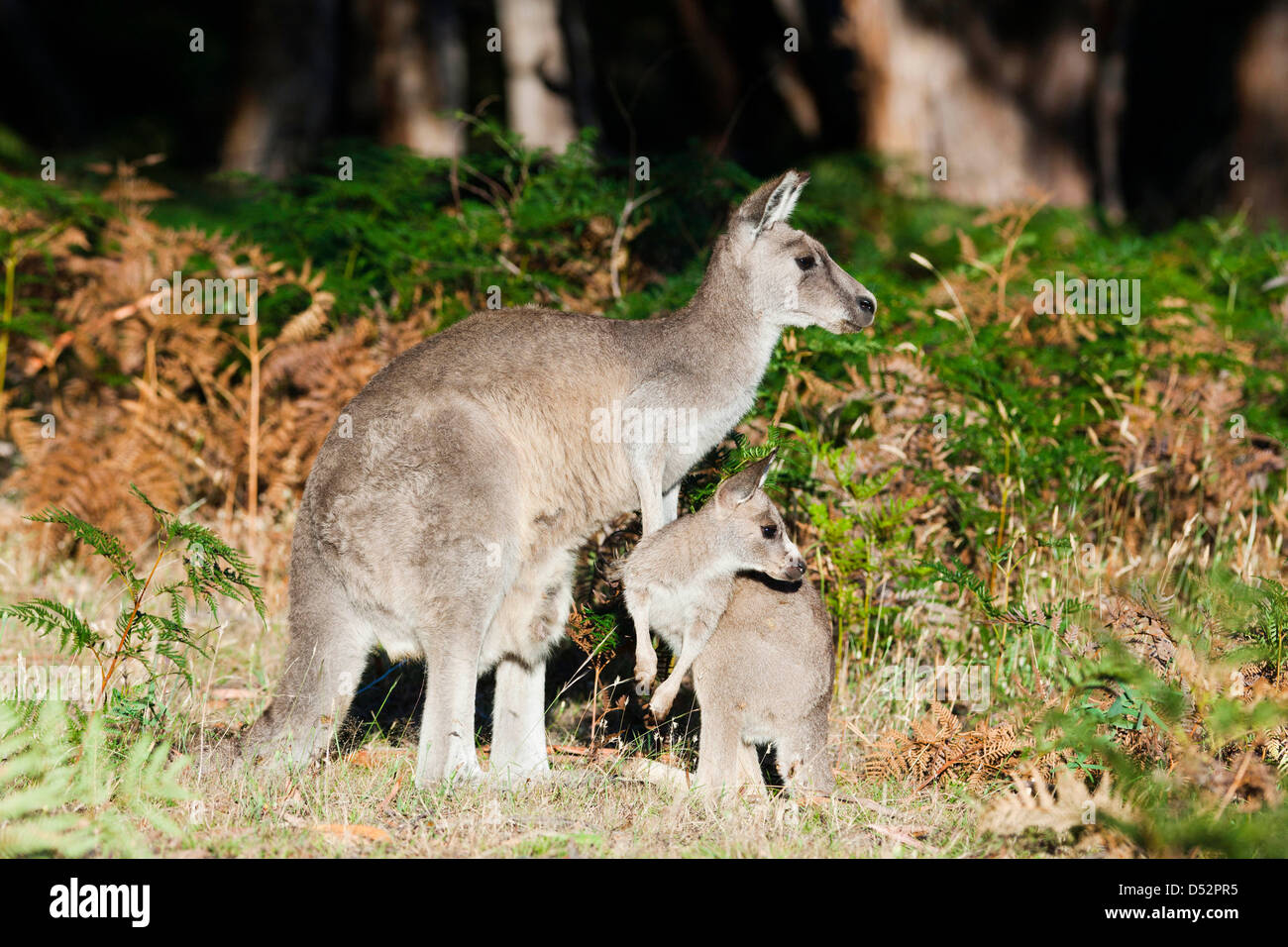 Le kangourou gris (Macropus giganteus), l'Australie Banque D'Images