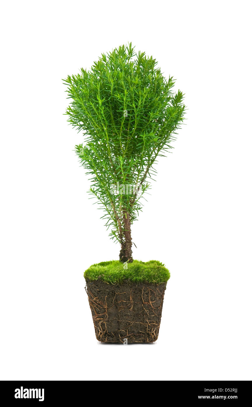 Thuja avec la saleté isolated on white Banque D'Images