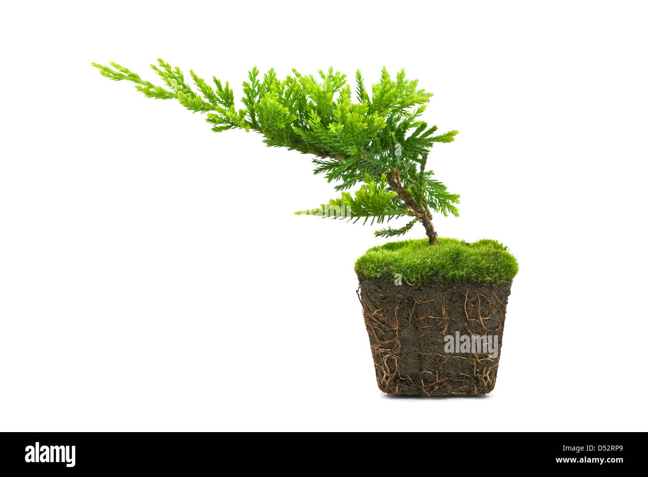 Thuja avec la saleté isolated on white Banque D'Images