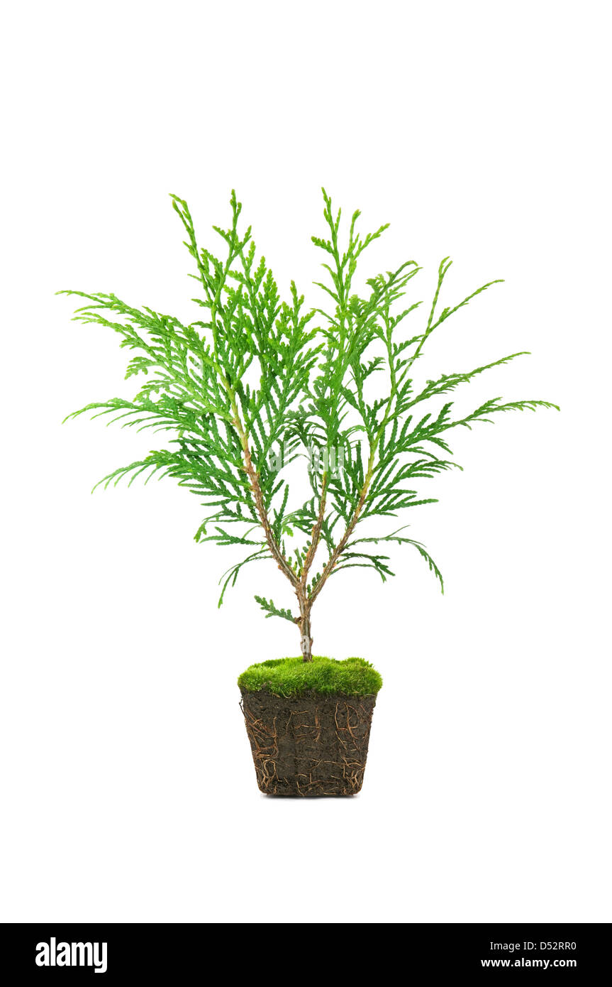 Thuja avec la saleté isolated on white Banque D'Images