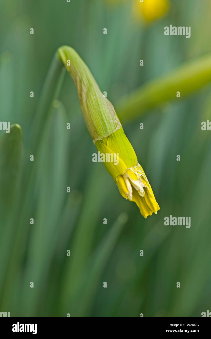 Dommages à un lapin sur une jonquille fleur non ouverte Banque D'Images