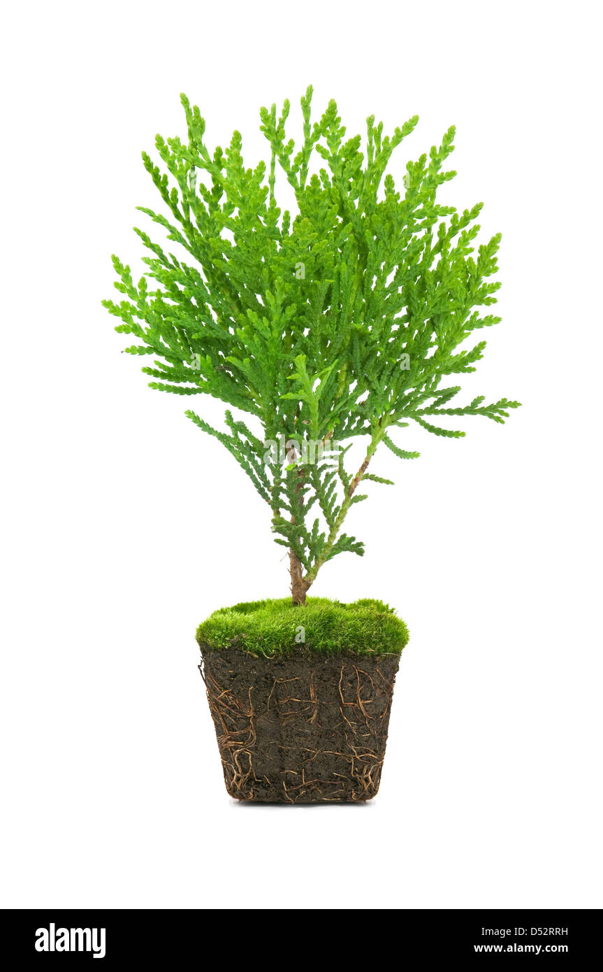 Thuja avec la saleté isolated on white Banque D'Images
