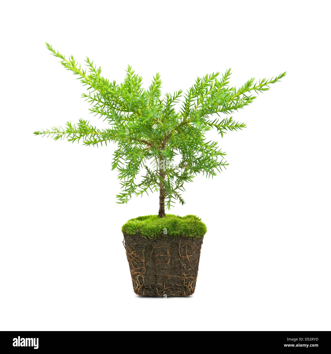 Thuja avec la saleté isolated on white Banque D'Images