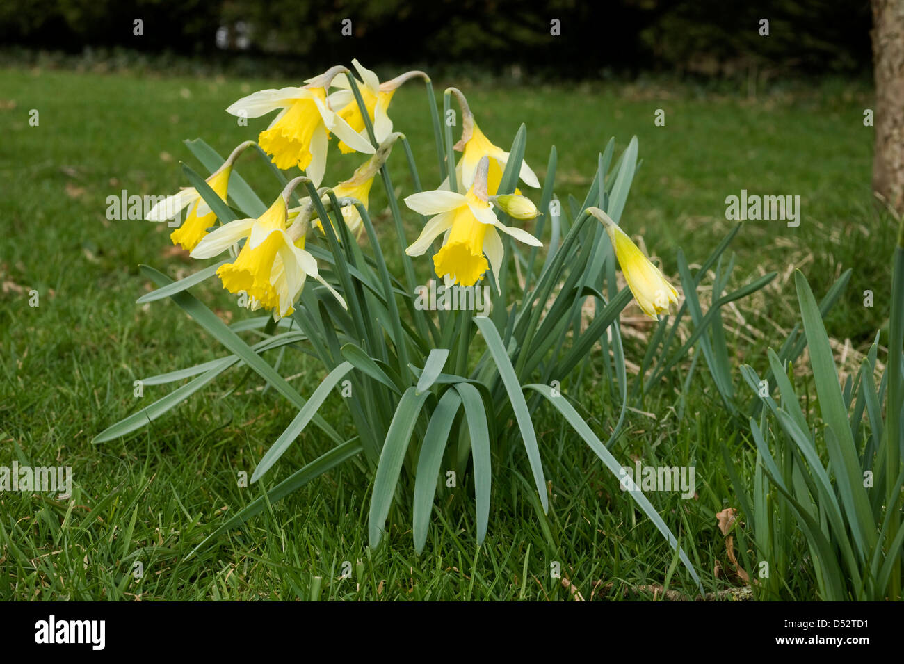 Une Jonquille sauvage ou prêté lily, Narcissus pseudonarcissus, en fleurs Banque D'Images