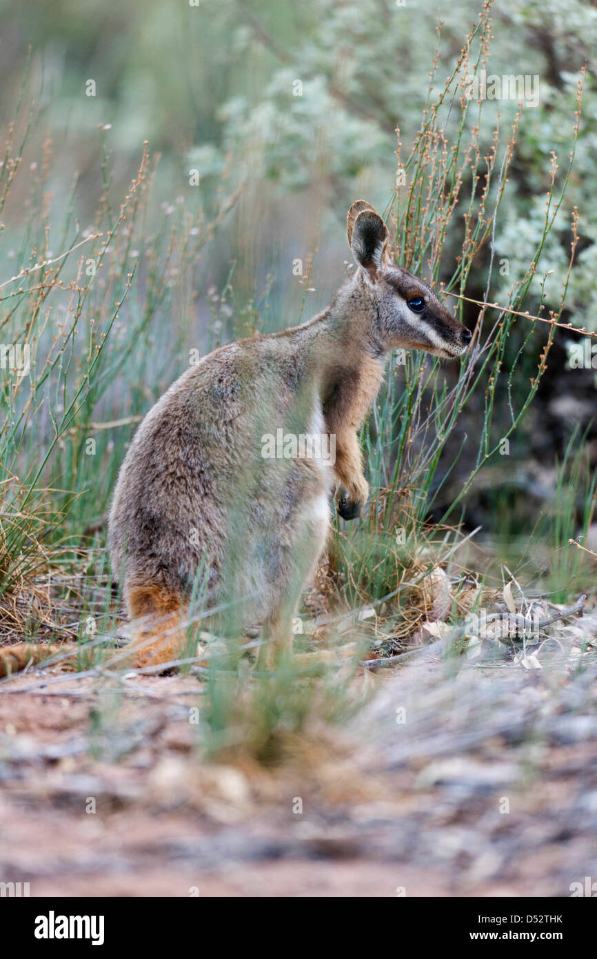 Yellow-Footed Rock-Wallaby (Petrogale xanthopus), l'Australie Banque D'Images