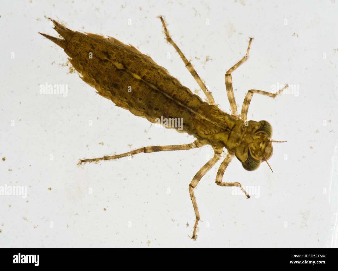 Darogonfly sud hawker Aeshna cyanea, larve, nymphe ou d'un étang de jardin Banque D'Images