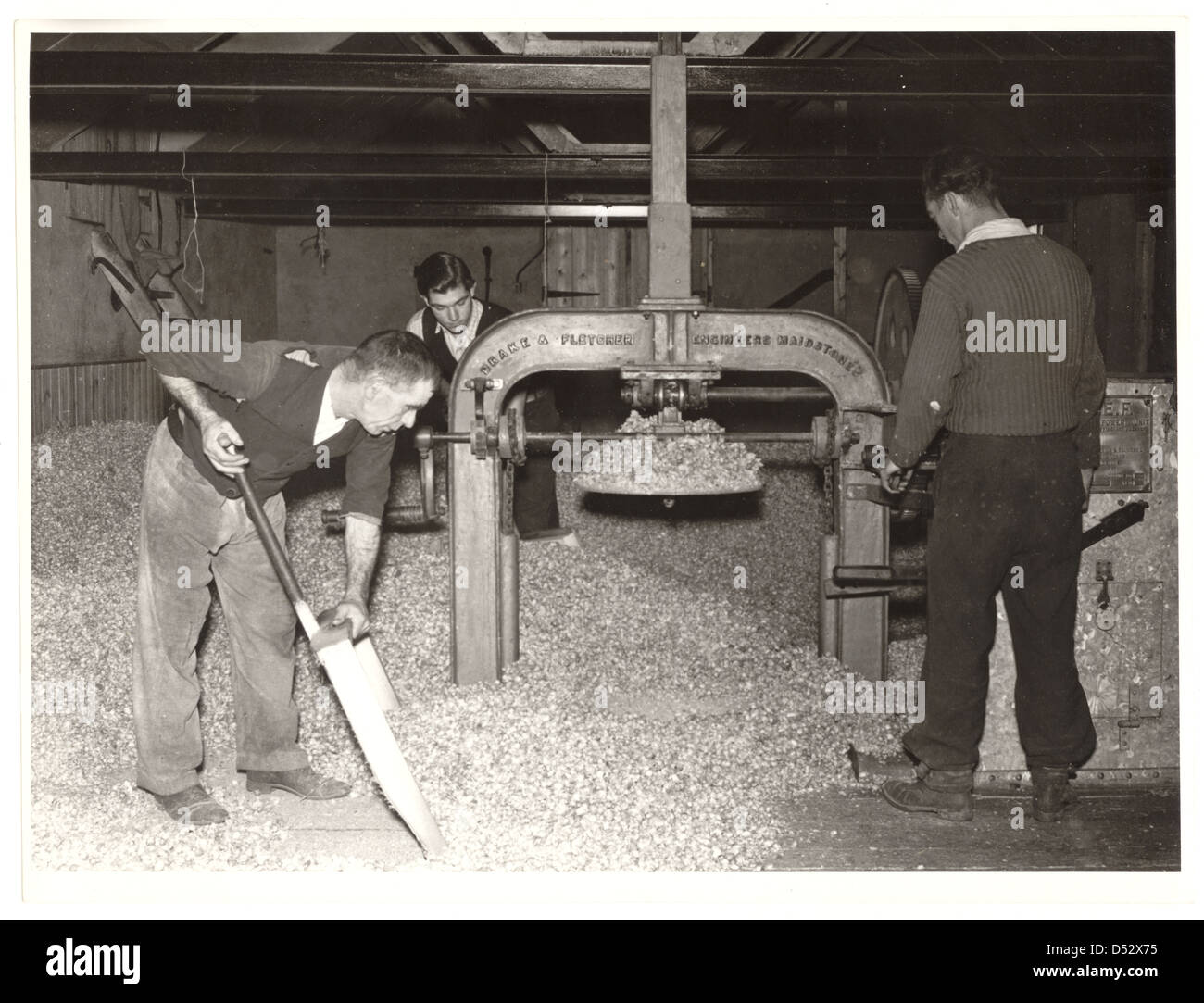Une exploitation des travailleurs à l'intérieur d'une presse hop the maltings intérieur, 1950, Royaume-Uni Banque D'Images
