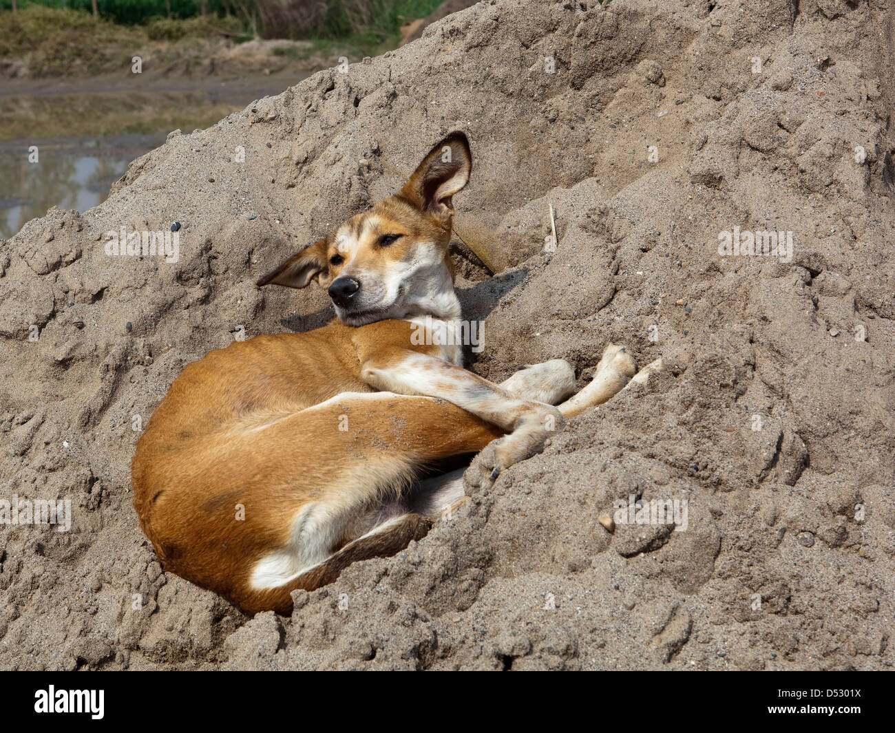Un petit chien Punjabi dormir sur un tas de sable chaud dans une carrière dans les régions rurales de l'Inde Banque D'Images