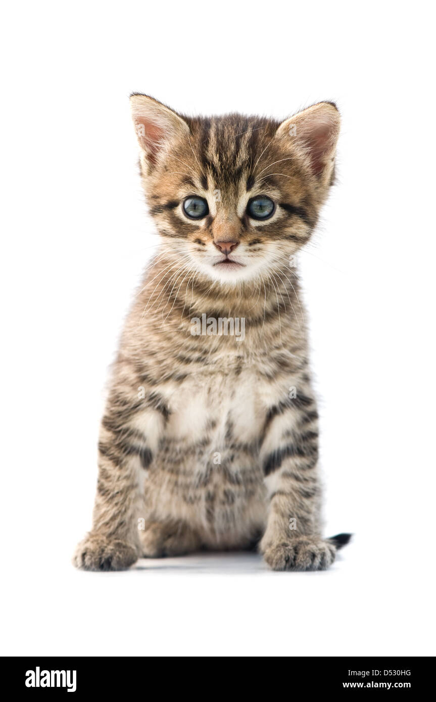 Chaton rayé isolé sur fond blanc Banque D'Images