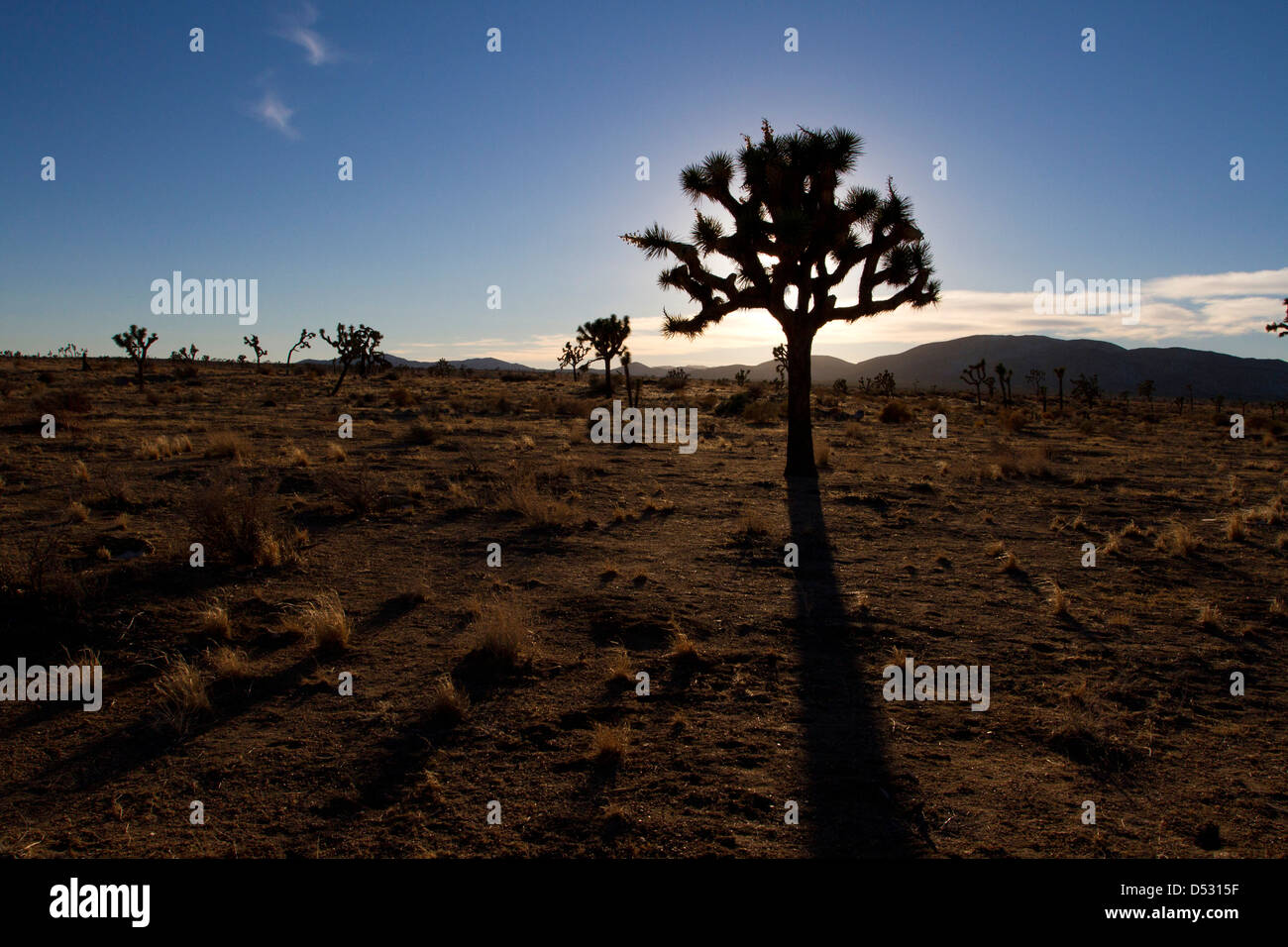 Joshua Trees (Yucca brevifolia) et paysage environnant au coucher du soleil dans le parc national de Joshua Tree, California, USA en Janvier Banque D'Images