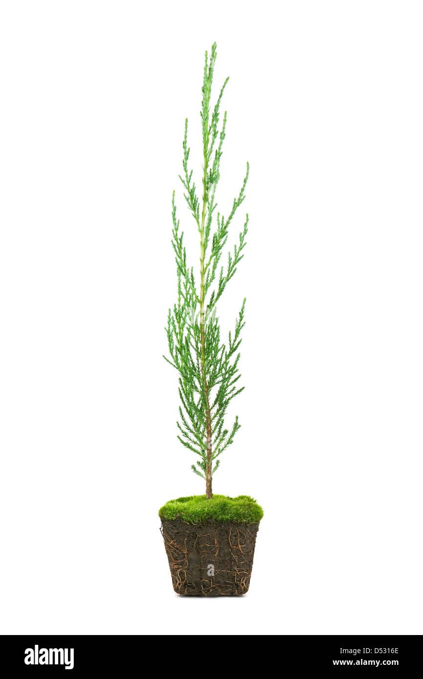 Thuja avec la saleté isolated on white Banque D'Images