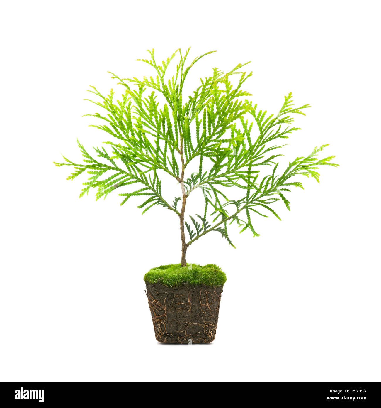 Thuja avec la saleté isolated on white Banque D'Images