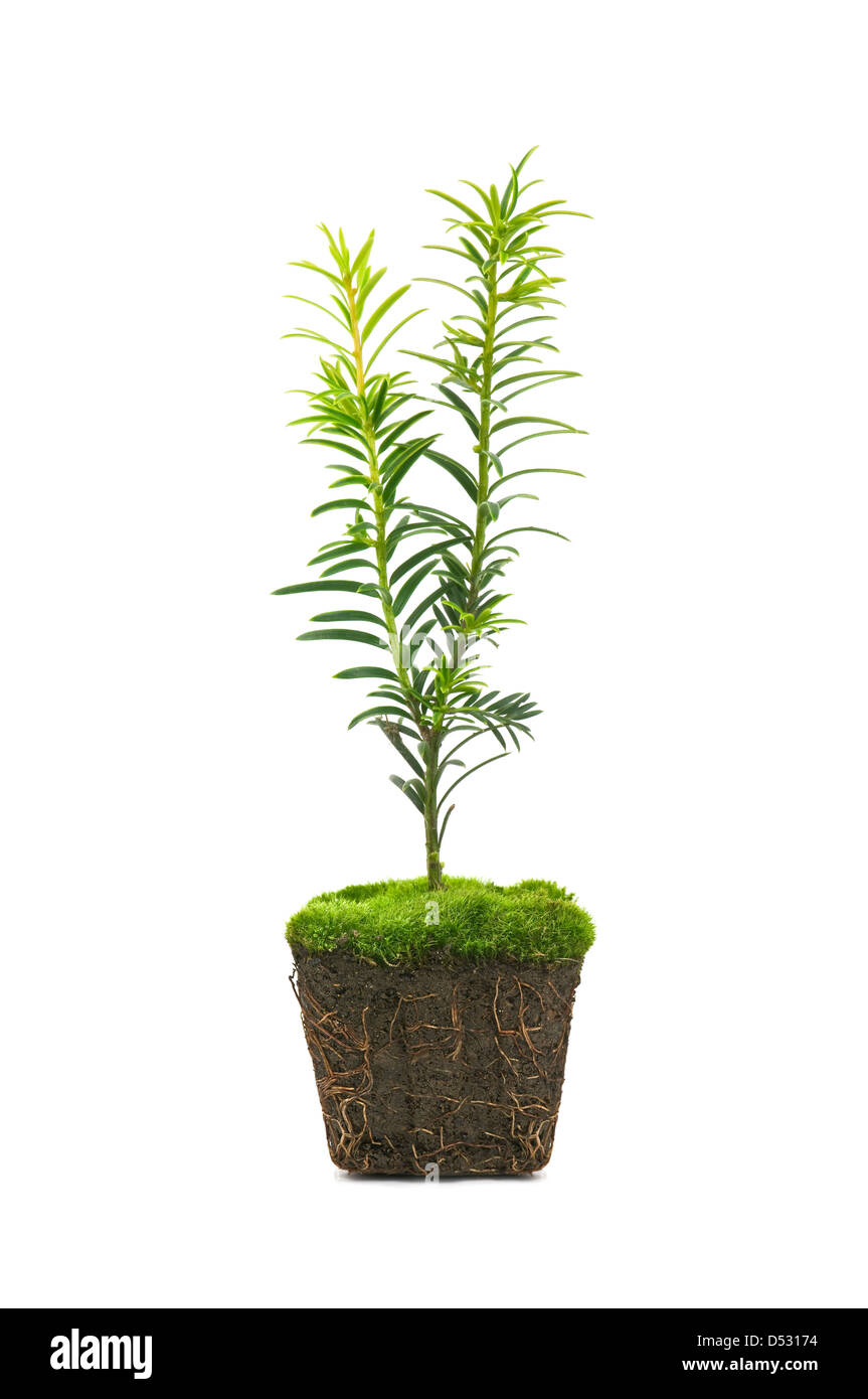 Thuja isolé sur fond blanc Banque D'Images