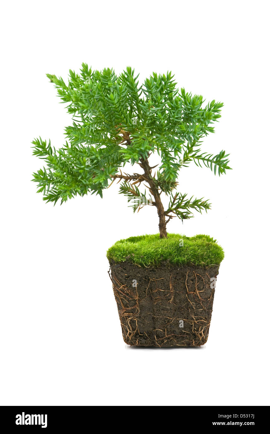 Thuja isolé sur fond blanc Banque D'Images