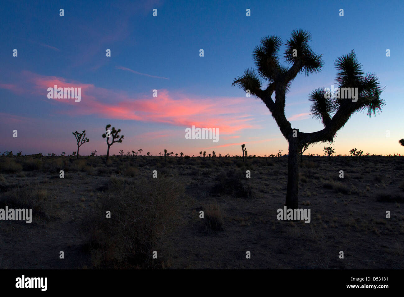 Joshua Trees (Yucca brevifolia) et paysage environnant au coucher du soleil dans le parc national de Joshua Tree, California, USA en Janvier Banque D'Images