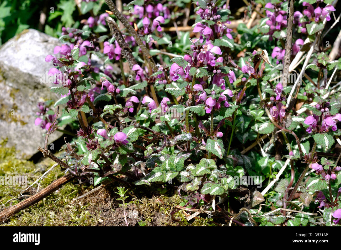Lamier tacheté (Lamium maculatum) Banque D'Images