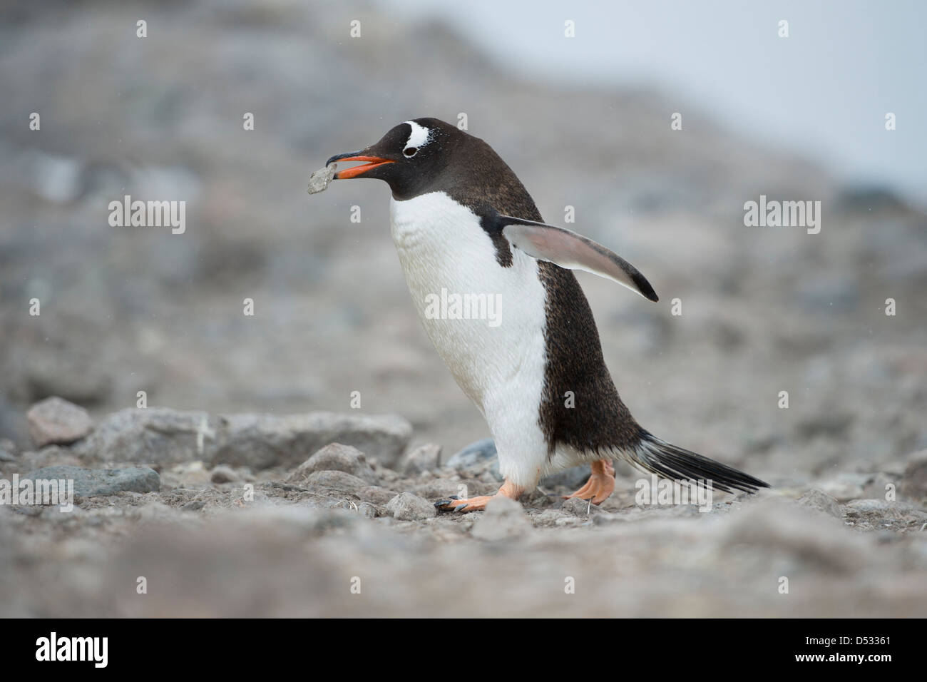 Gentoo pingouin, Pygoscelis papua, transportant une pierre pour construire un nid. Neko Harbour, péninsule antarctique. Banque D'Images