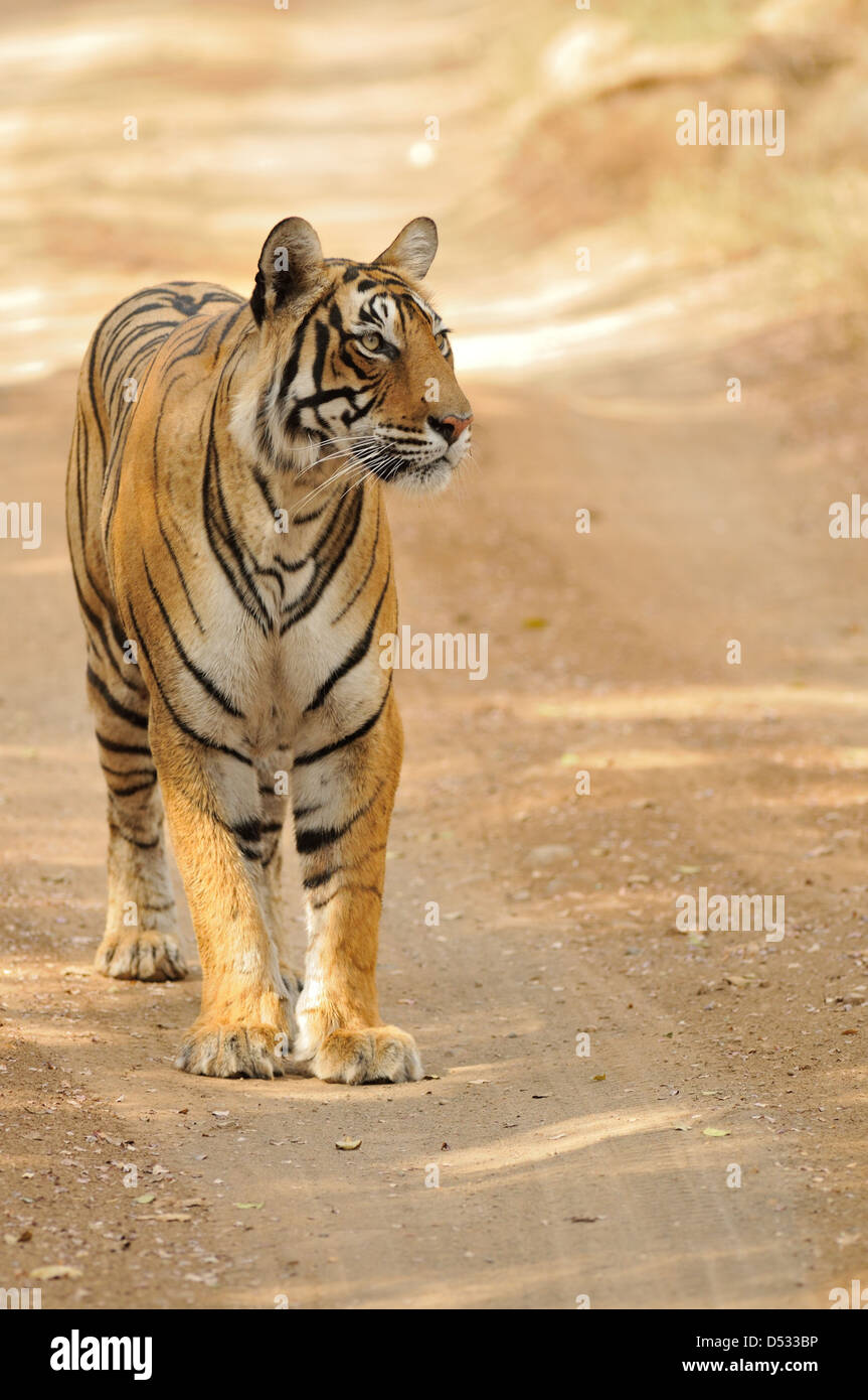 Une tigresse, une nouvelle mère, sent la brise et l'écoute de ses
