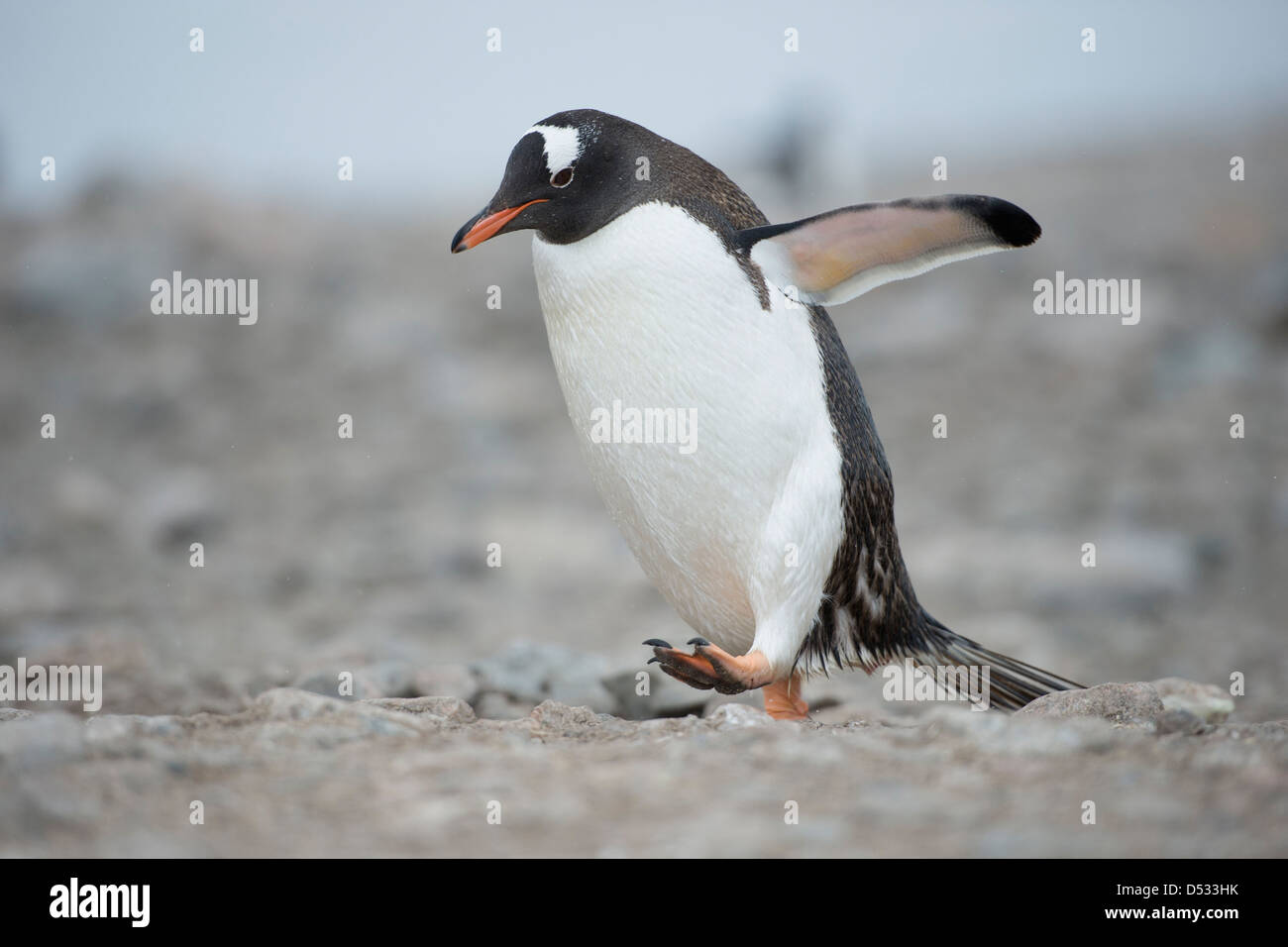 Gentoo pingouin, Pygoscelis papua, marche à pied. Neko Harbour, péninsule antarctique. Banque D'Images