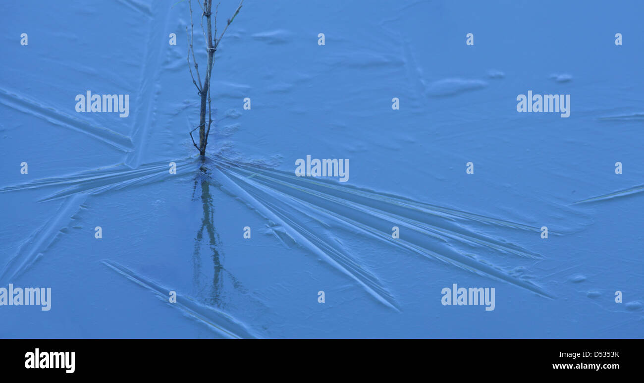 Plantes poussant hors de lac gelé Banque D'Images