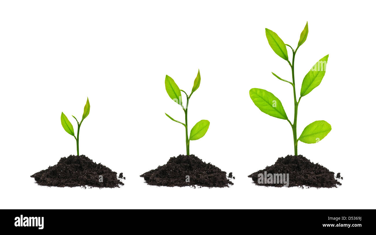 Petit arbre isolé sur blanc Banque D'Images