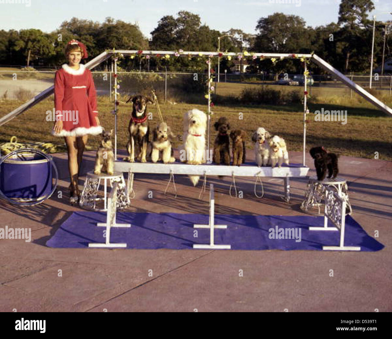 Barbara Lee interprète son numéro de chien au Sarasota High School Sailor Circus, qui fait partie de la tradition du cirque du comté de Sarasota. L'image, qui fait partie de la collection Joseph Janney Steinmetz, capture un moment du cirque, mettant en vedette des chiens et des artistes. Banque D'Images
