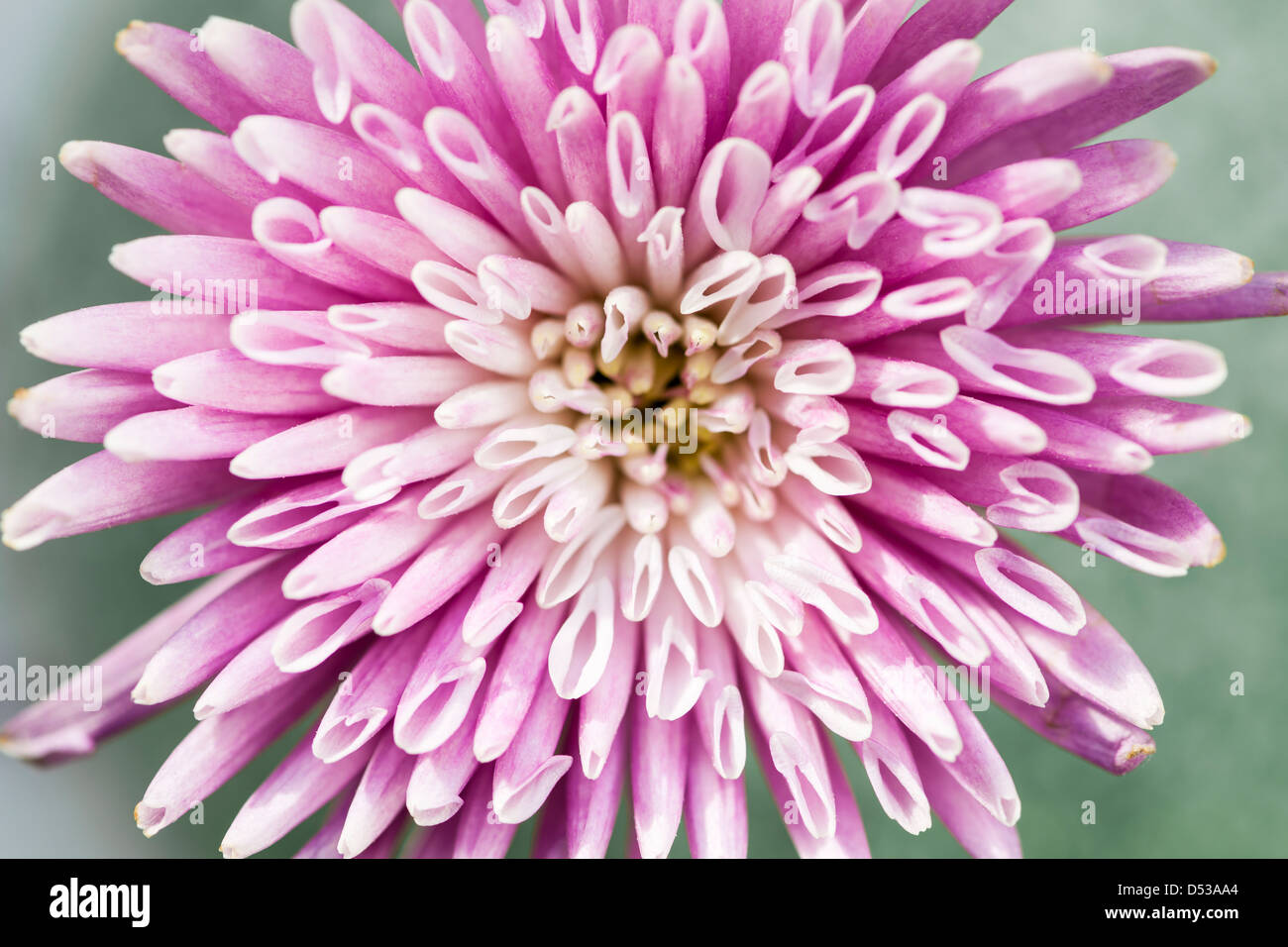 Gros plan macro de fleur fleur de chrysanthème rose Banque D'Images