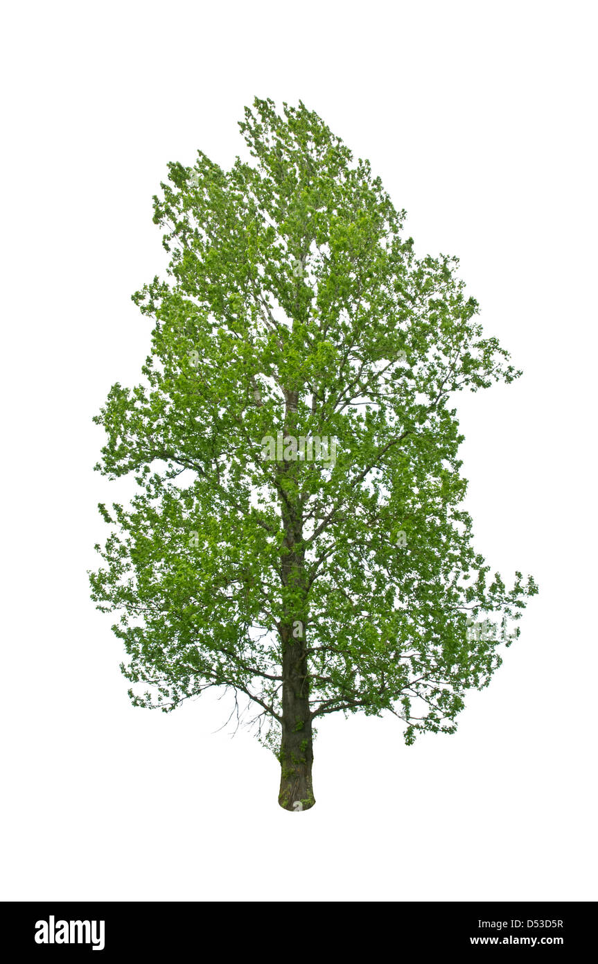 Green Tree isolated on white Banque D'Images